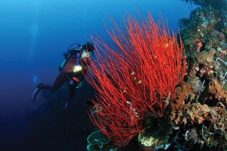 Coral and marine life at the Liberty Wreck