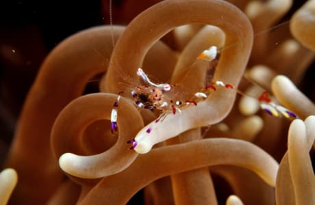 Macro critter on the house reef