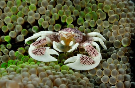 Nudibranch macro photography