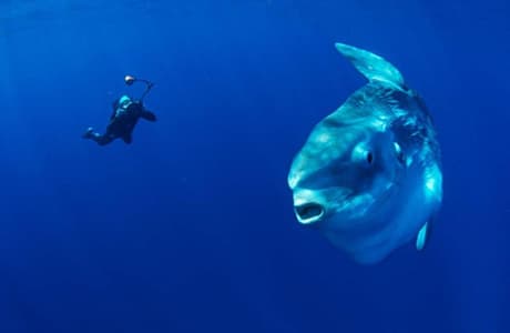 Mola mola sunfish in Bali waters