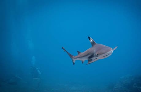 Black-tip reef shark