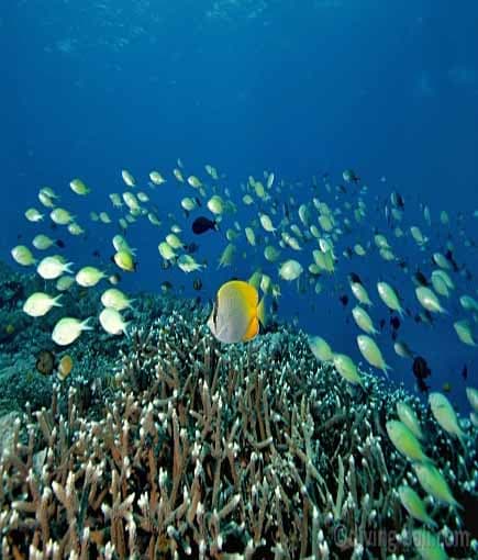 Coral Garden & Drop-Off