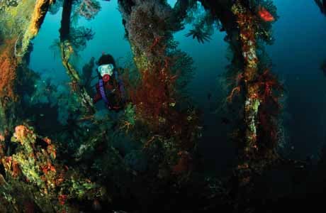 The USAT Liberty Wreck covered in coral